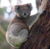 Koala's Avatar